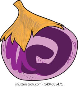 Onion. Illustration of purple textured onion. Vector onion with white background.