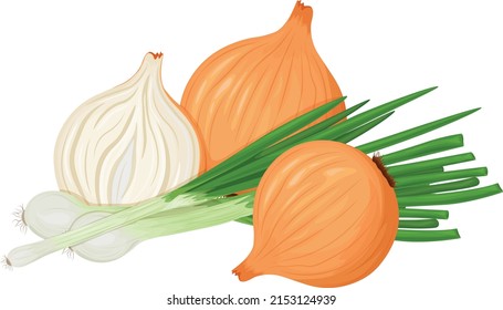 Onion. Image of green onions and onion heads. Vegan, vegetarian food. An ingredient for cooking.Bulbous vegetable.A natural healing remedy. Vector illustration