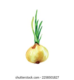 Onion isolate vegetables, root vegetable, vector