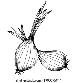 Onion Isolated hand drawn illustration. Vegetable engraved style. Sketch vegetarian food drawing. Farm market product. The best for design logo, menu, label, icon, stamp.