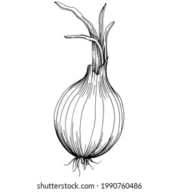 Onion Isolated hand drawn illustration. Vegetable engraved style. Sketch vegetarian food drawing. Farm market product. The best for design logo, menu, label, icon, stamp.