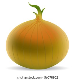 Cebolla aislada en blanco