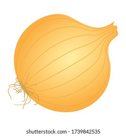 Onion is isolated on white background. Vector illustration.