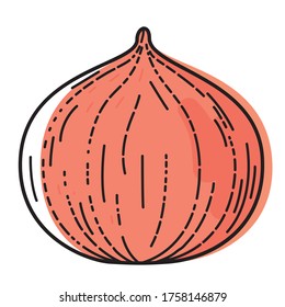 Onion isolated on white background. Vector illustration of herb ingredient.