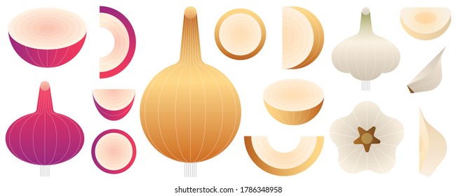 Onion isolated on white background. Vector illustration.