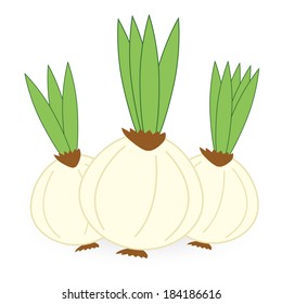 onion isolated on white background