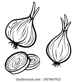 Onion isolated on white background. Full Onion and slice. Vector hand drawn outline illustration. Ingredient for cooking. Harvest. Farm vegetable.