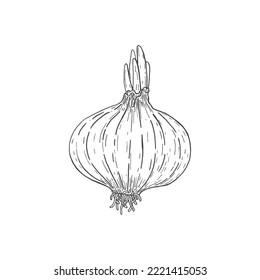 Onion isolated on white background. Sketch. Hand drawn. Vector illustration of onion. Doodle. Fresh organic vegetable from the farm market. Healthy food with vitamins. Herbs, spices