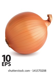 Onion isolated. Vector illustration