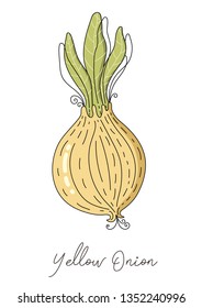 Onion isolated vector. Onion isolated vector illustration for kitchen poster, package, advertise, menu, recipes. Whole bulb with leaves, yellow onion isolated icon. Cartoon, flat yellow onion isolated