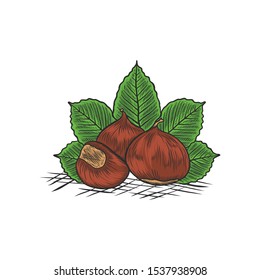 Onion with Leaf Hand Drawing Illustration