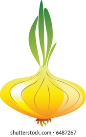 onion, leek