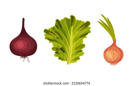 Onion and lettuce fresh vegetables set. Ingredients for burger and sandwich vector illustration