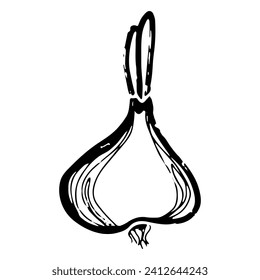 Onion. Line art, doodle, texture outline. Hand drawing. Vector element.