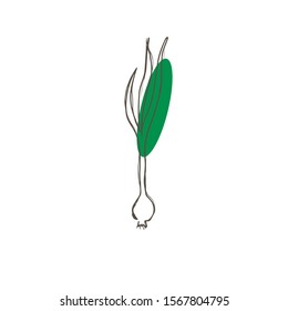 Onion line drawing. Vector minimalistic linear illustration made of one line