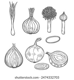 Onion Line Zeichnung Vintage Vektorillustration Set.