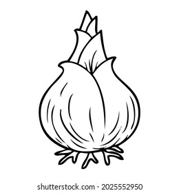 onion line vector illustration,isolated on white background,top view