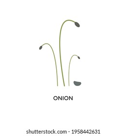 Onion microgreens and seed vector illustration. Superfood, home gardening, greens. Can be used for topics like healthy eating, seed germination, nutrition