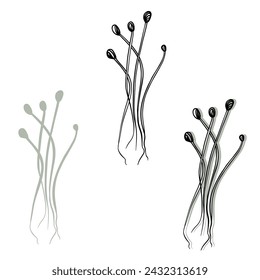 Onion microgreens vector hand drawn illustration. Contour and green plant. Sprouts of sunflower plant. Set for design menu, logo, packaging of proper nutrition, microelements, healthy lifestyle.