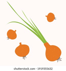 onion is a natural vegetable, hand-drawn vector illustration isolated on a white background.