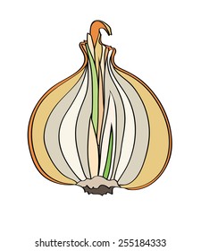 onion on a cut