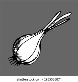 onion, pen-drawn, black and white