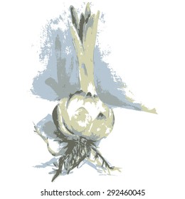 onion plant