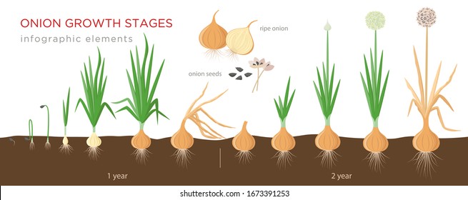 Onion plant growing stages from seeds to ripe onion - two year 
cycle development of onion - set of botanical detailed infographic elements, vector illustrations isolated on white background.