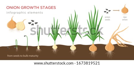 Onion plant growing stages from seeds to ripe onion - development of onion seeds, growth cycle - set of botanical drawings, infographic elements, vector illustrations isolated on white background.