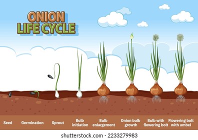 Onion Plant Growth Stages illustration