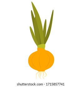 Onion plant with root isolated on white background. Flat design. Vector illustration