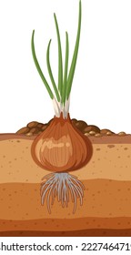 Onion plant with root system illustration