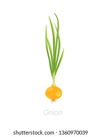 Onion Plants. Bulbs Harvest. Allium. Agriculture Cultivated Plant. Green Leaves. Flat Vector Color Illustration Clipart.