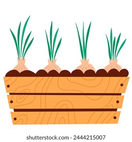 Onion in pot for houseplant. Potted onion seedlings, plants city farm, agriculture. 
