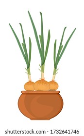 Onion In Pot Isolated On White Background. Cultivation Of Green Onions On The Windowsill. Sprout Brown Onion Growing In The Clay Pot. Homegrown Seedlings. Spring Work. Food Spice. Stock Vector