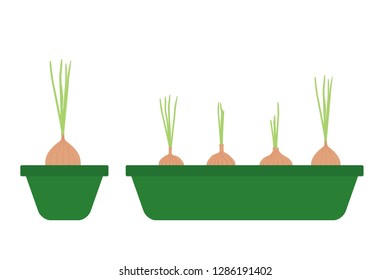 Onion in the pot and tray vector illustration eps
