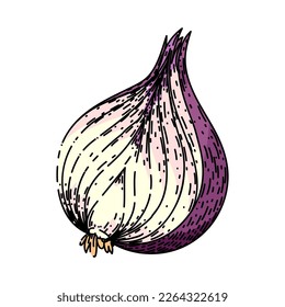 onion red hand drawn vector. purple food, fresh slice, half organic, vegetable cut, harvest cooking, sweet raw onion red sketch. isolated color illustration