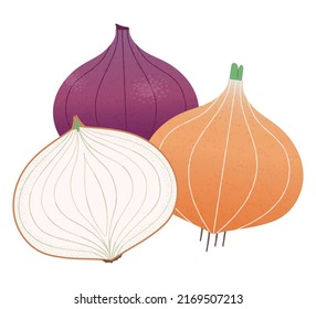 onion and red onion. Vector illustration of whole onion and onion cut in half cross section.