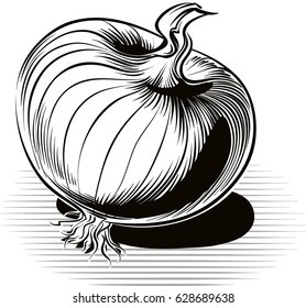 Onion, resting on a plane.