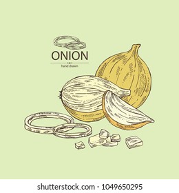 Onion: rings, full onion and onion slices. Vector hand drawn illustration.