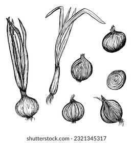 Onion set. Hand drawn sketch onion. Vector organic food illustration isolated on white background. Green bunch of onions and chopped onions.