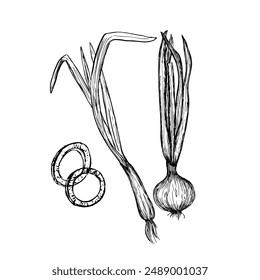 Conjunto de cebolla. Cebolla de boceto dibujada a mano. Ilustración de comida orgánica de Vector aislada sobre fondo blanco. Manojo verde de cebollas y aros de cebollas picadas.