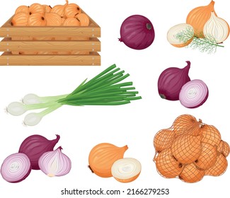 Onion. A set with the image of different types of onions. Onions, green onions and onions in a wooden box and a mesh bag. Collection of vegetables. Vector illustration