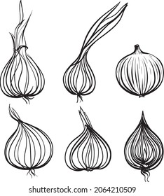 Onion set. Vector illustration. Line atr