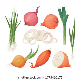 Onion, shallot, leek vector icon set. Bundle of vegetables different onions, slices, halves, pieces, green onion. Cartoon drawings of raw vegetables, isolated graphic elements for packaging, menu.