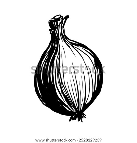 Onion sketch drawing, black line vector illustration, doodle, isolated on a white background