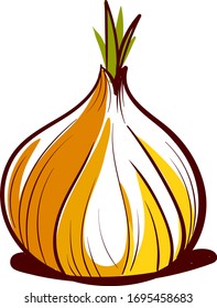 Onion sketch, illustration, vector on white background