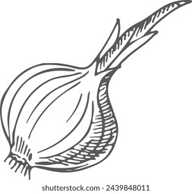 Onion sketch. Spicy root. Organic fresh food