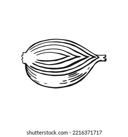 Onion slice outline. Hand drawn vector illustration. Farm market product, isolated vegetable.