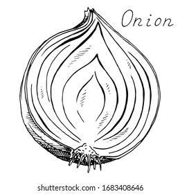 Onion. Sliced vegetable. Ink botanical vintage illustration. Isolated clipart set on white background.
